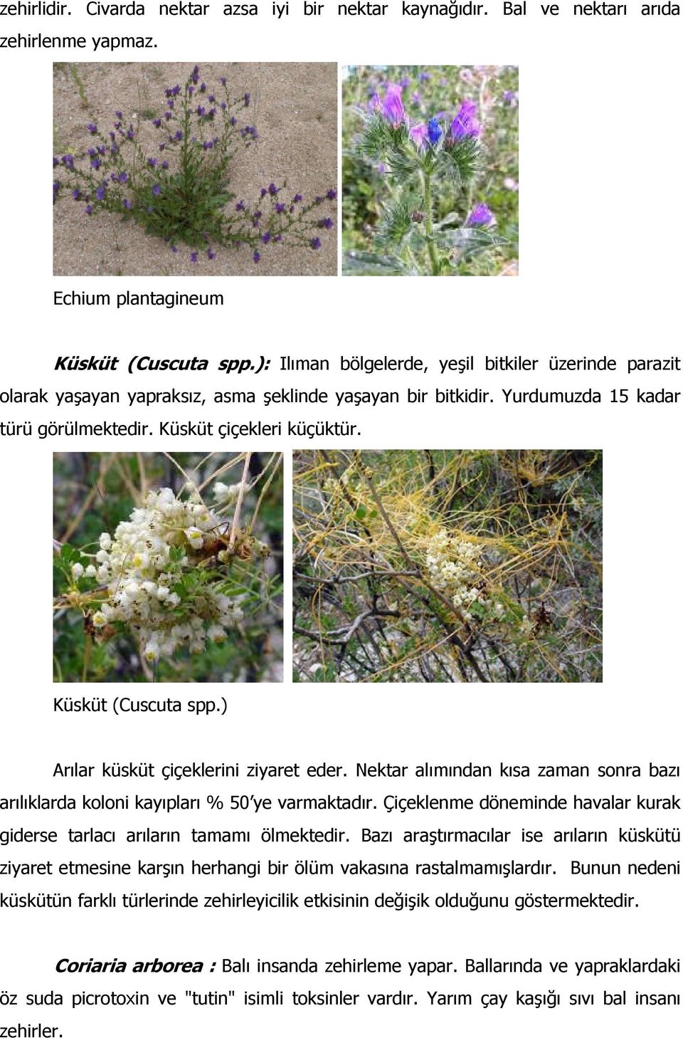 Küsküt (Cuscuta spp.) Arılar küsküt çiçeklerini ziyaret eder. Nektar alımından kısa zaman sonra bazı arılıklarda koloni kayıpları % 50 ye varmaktadır.