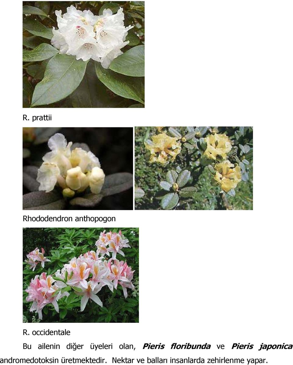 Pieris floribunda ve Pieris japonica