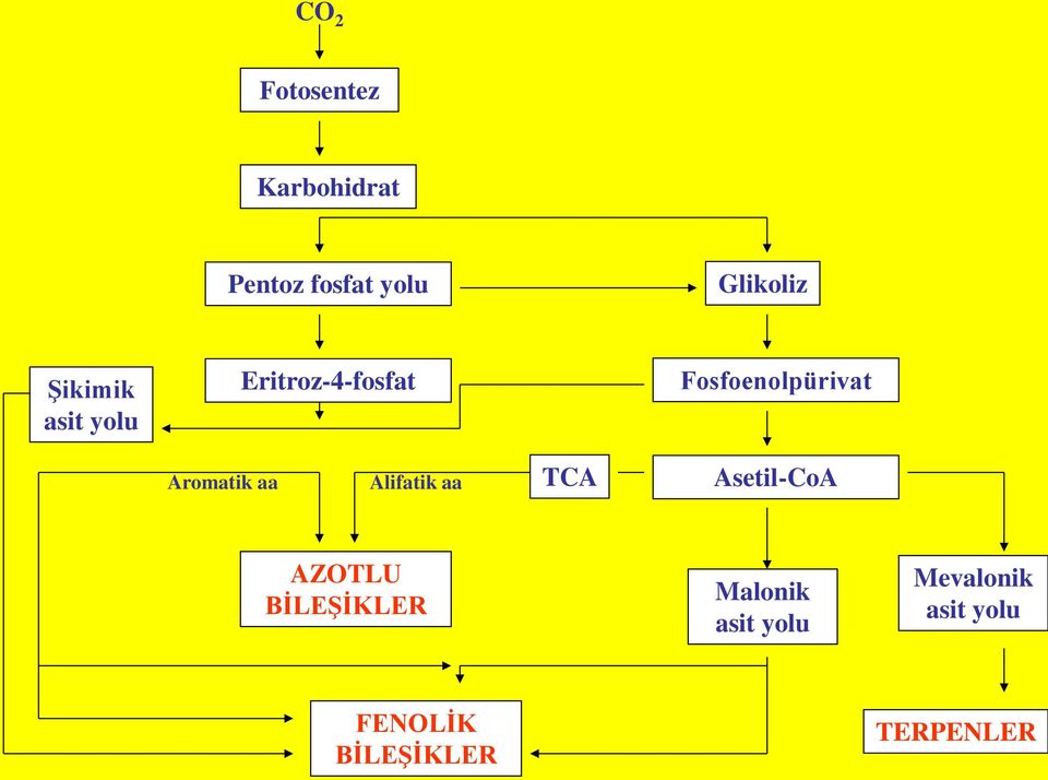 Aromatik aa Alifatik aa TCA Asetil-CoA AZOTLU BİLEŞİKLER