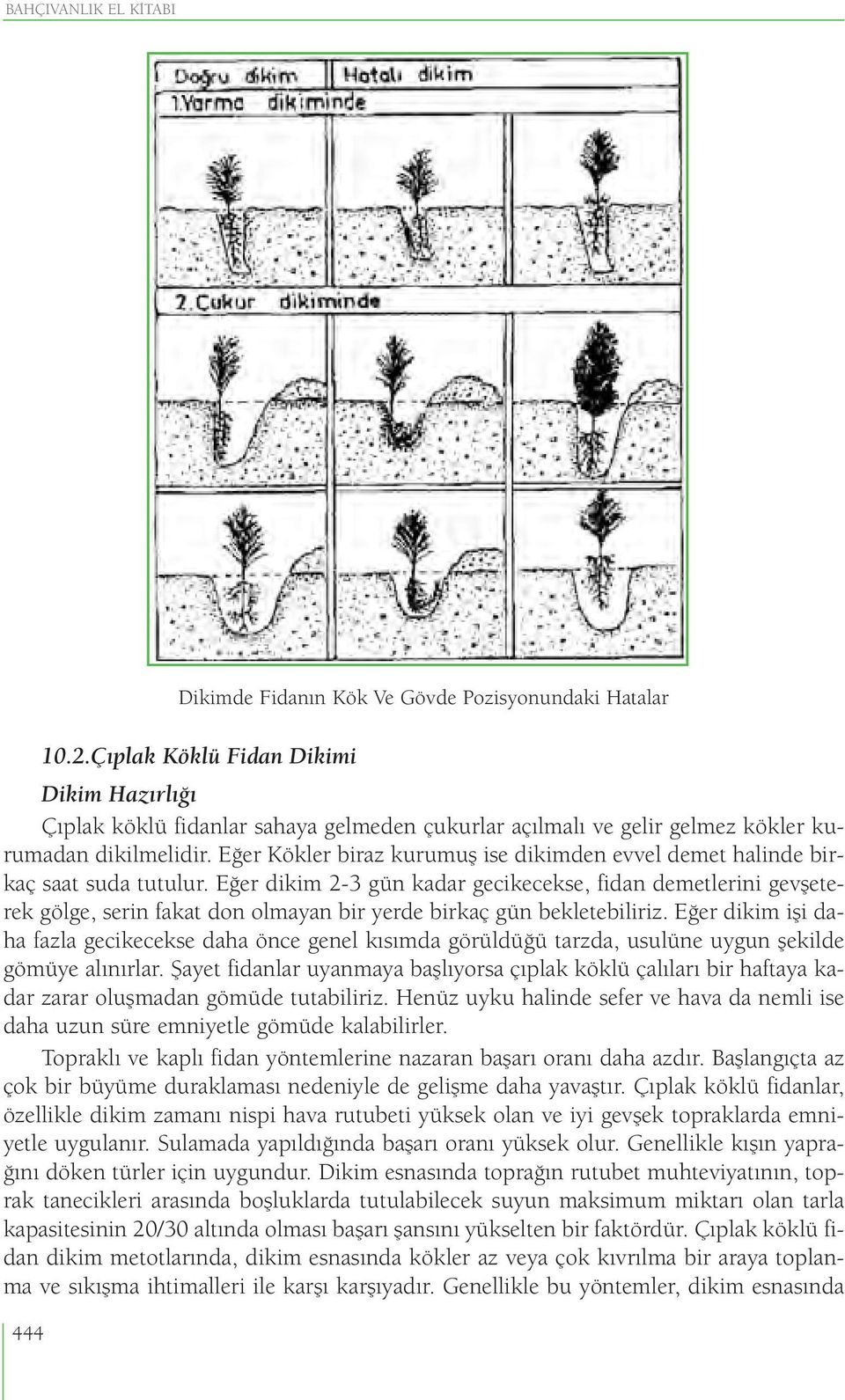 Eğer Kökler biraz kurumuş ise dikimden evvel demet halinde birkaç saat suda tutulur.