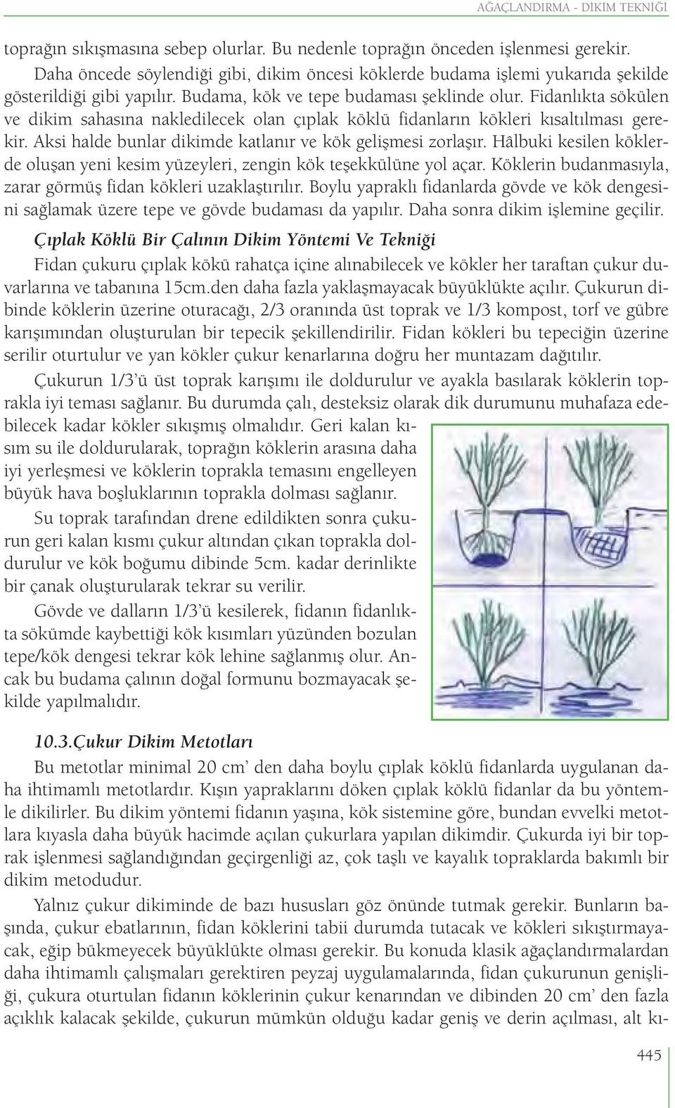 Fidanlıkta sökülen ve dikim sahasına nakledilecek olan çıplak köklü fidanların kökleri kısaltılması gerekir. Aksi halde bunlar dikimde katlanır ve kök gelişmesi zorlaşır.