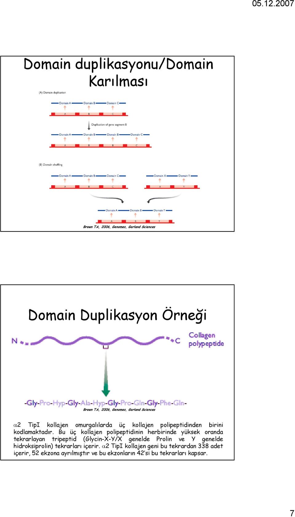 Bu üç kollajen polipeptidinin herbirinde yüksek oranda tekrarlayan tripeptid (Glycin-X-Y/X genelde