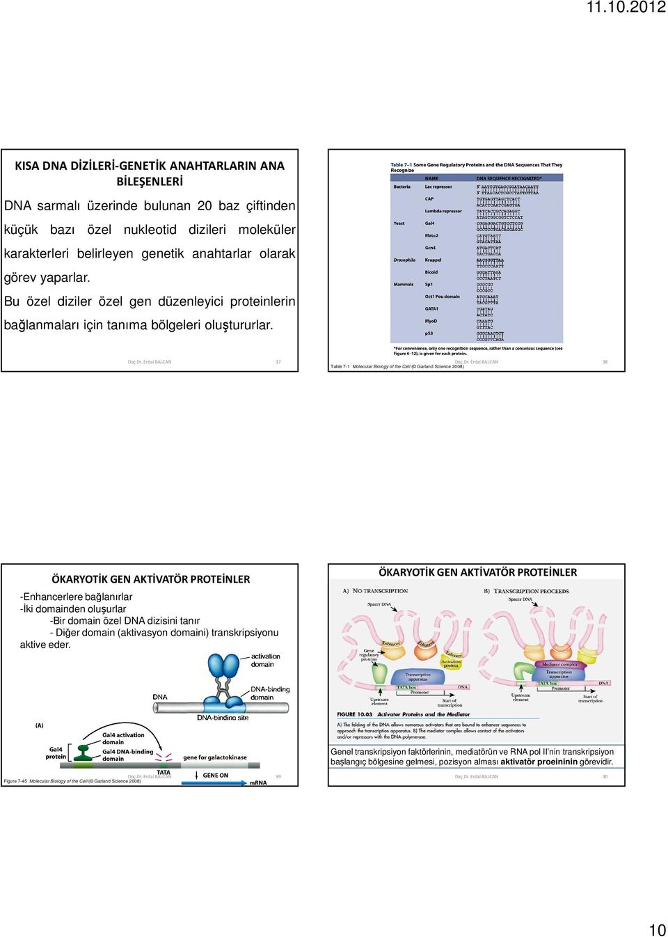 37 Table 7-1 Molecular Biology of the Cell ( Garland Science 2008) 38 ÖKARYOTİK GEN AKTİVATÖR PROTEİNLER -Enhancerlere bağlanırlar -Đki domainden oluşurlar -Bir domain özel DNA dizisini tanır - Diğer