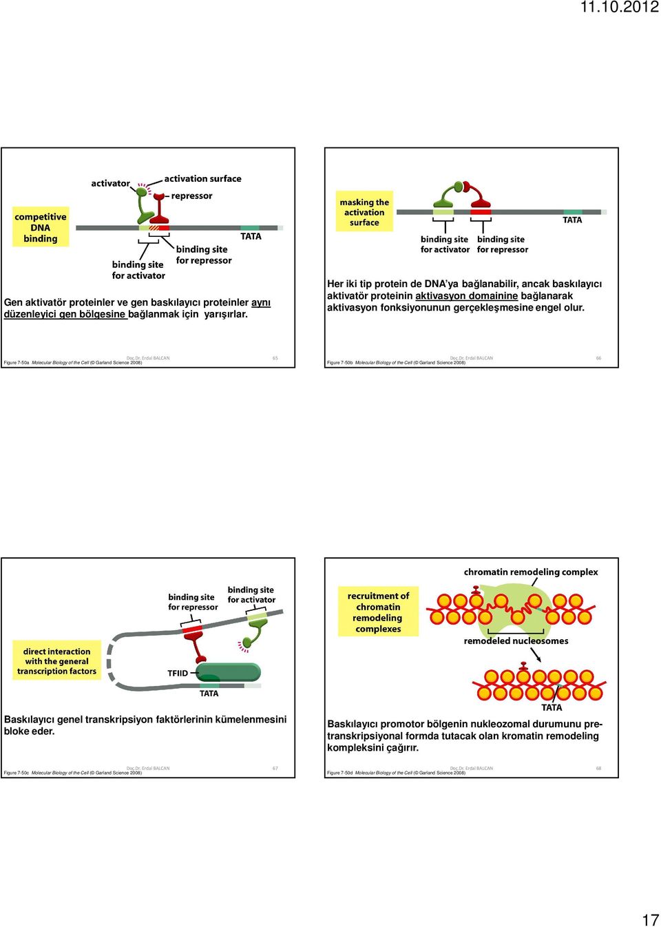 Figure 7-50a Molecular Biology of the Cell ( Garland Science 2008) 65 Figure 7-50b Molecular Biology of the Cell ( Garland Science 2008) 66 Baskılayıcı genel transkripsiyon faktörlerinin