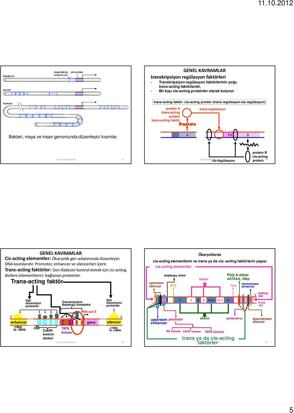 PA A PB B protein B cis-acting 17 18 cis-regülasyon protein GENEL KAVRAMLAR Cis-actingelementler: Ökaryotikgen anlatımında düzenleyici DNA kısımlarıdır. Promotor, enhancer ve silencerleri içerir.