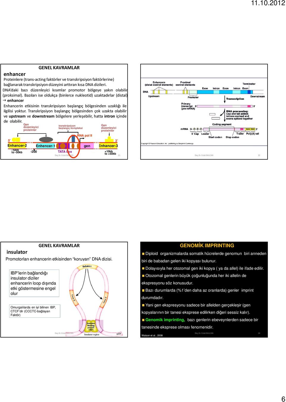 Bazıları ise oldukça (binlerce nukleotid) uzaktadırlar (distal) enhancer Enhancerin etkisinin transkripsiyon başlangıç bölgesinden uzaklığı ile ilgilisi yoktur.