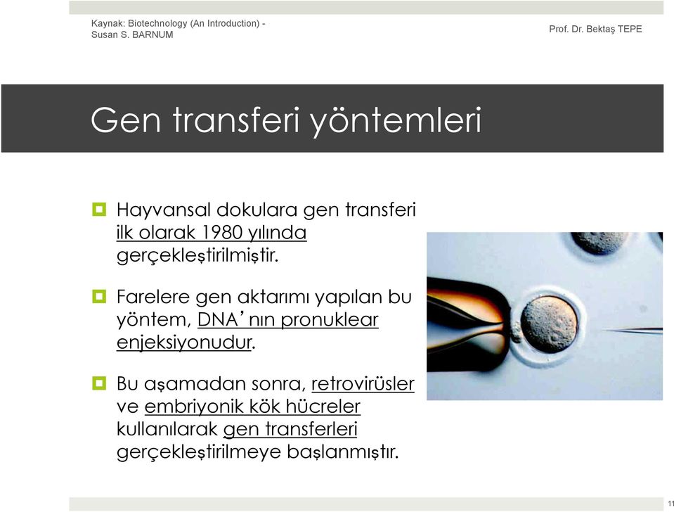 Farelere gen aktarımı yapılan bu yöntem, DNA nın pronuklear enjeksiyonudur.