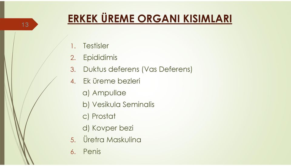 Ek üreme bezleri a) Ampullae b) Vesikula Seminalis