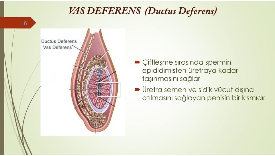 taşınmasını sağlar Üretra semen ve sidik vücut