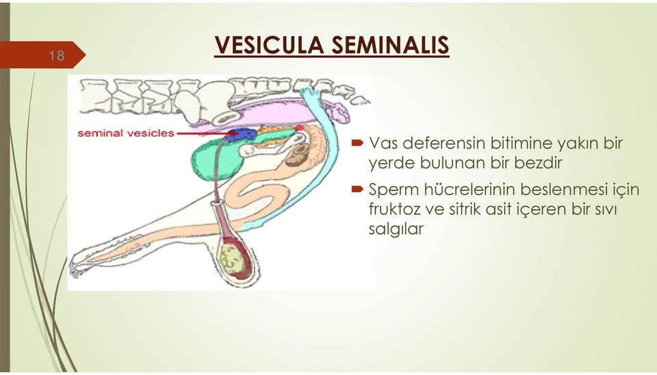 bezdir Sperm hücrelerinin beslenmesi