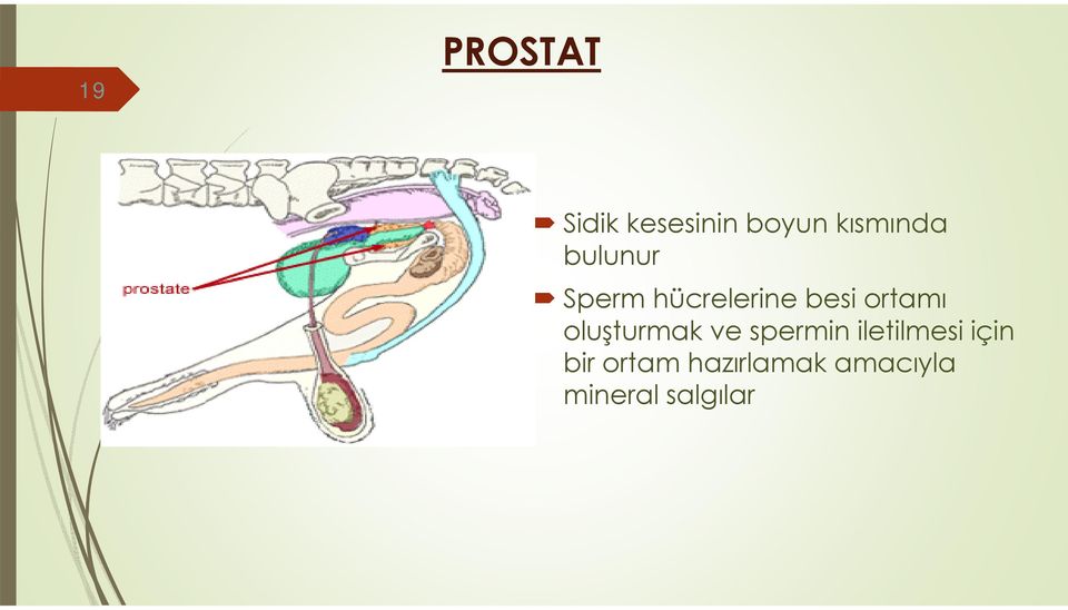 ortamı oluşturmak ve spermin iletilmesi