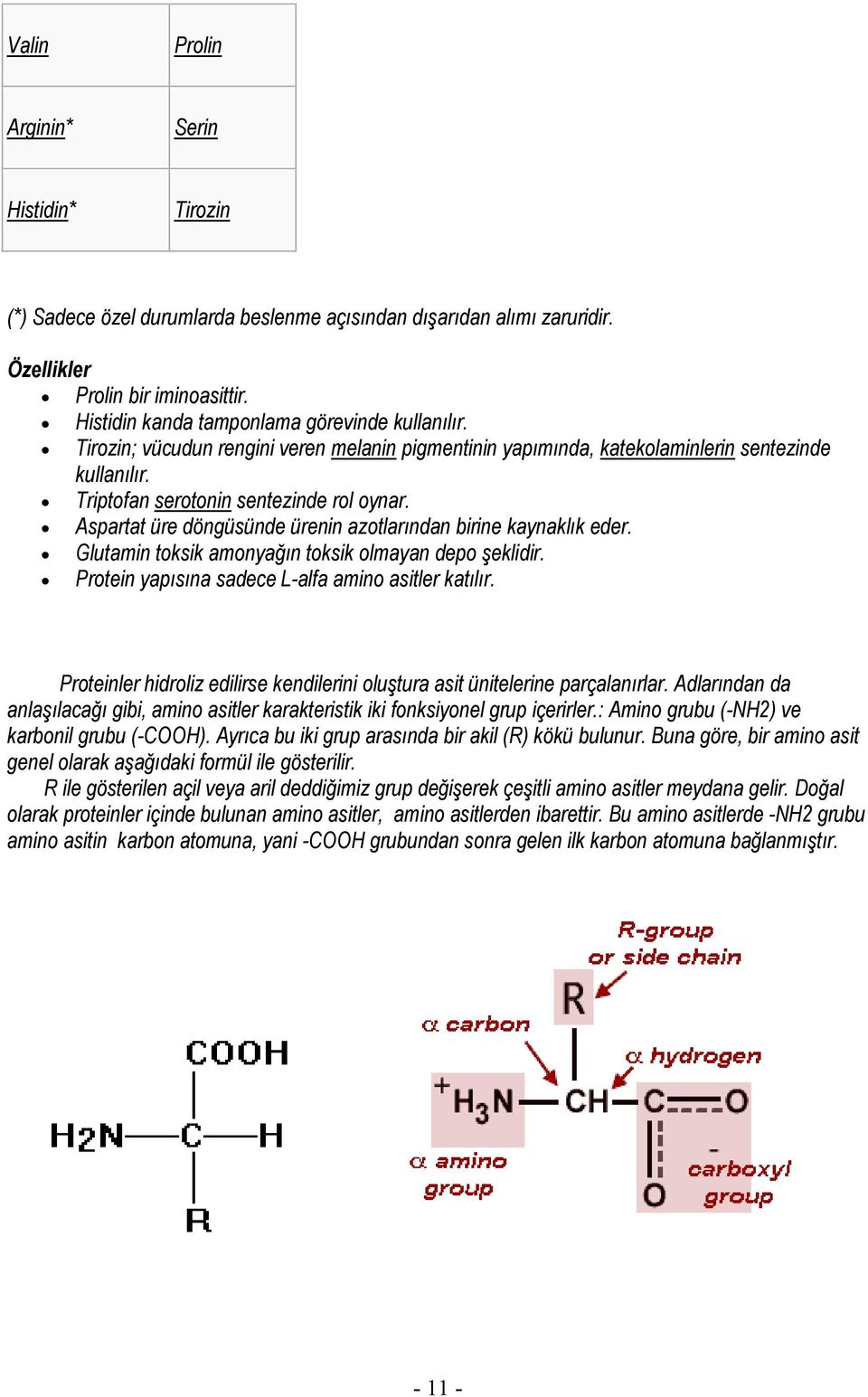 Aspartat üre döngüsünde ürenin azotlarından birine kaynaklık eder. Glutamin toksik amonyağın toksik olmayan depo şeklidir. Protein yapısına sadece L-alfa amino asitler katılır.