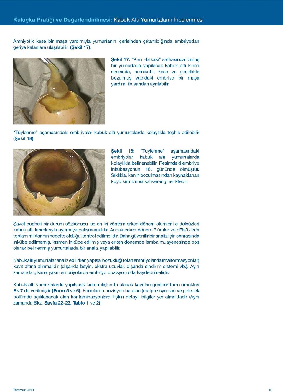 Tüylenme aşamasındaki embriyolar kabuk altı yumurtalarda kolaylıkla teşhis edilebilir (Şekil 18). Şekil 18: Tüylenme aşamasındaki embriyolar kabuk altı yumurtalarda kolaylıkla belirlenebilir.