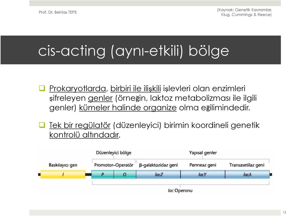 metabolizması ile ilgili genler) kümeler halinde organize olma