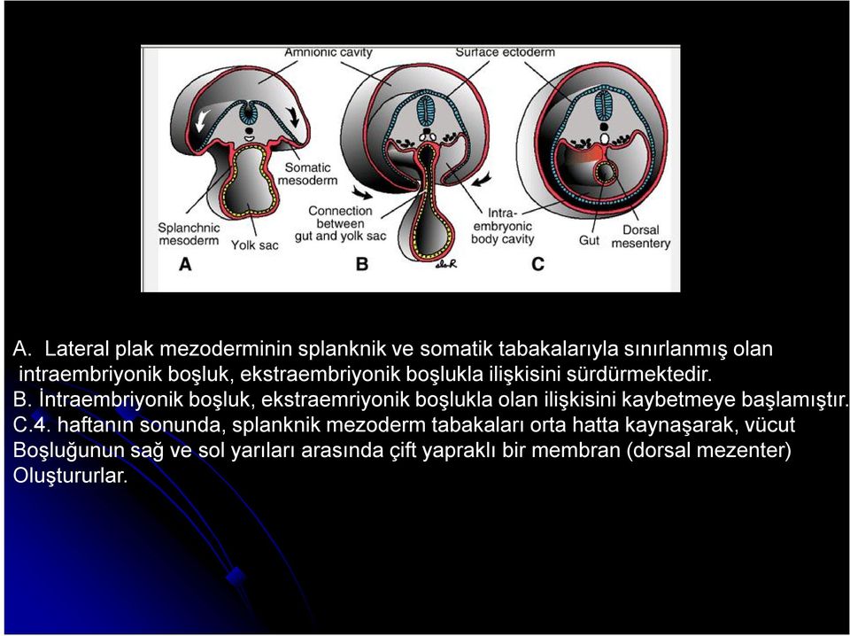 İntraembriyonik boşluk, ekstraemriyonik boşlukla olan ilişkisini kaybetmeye başlamıştır. C.4.