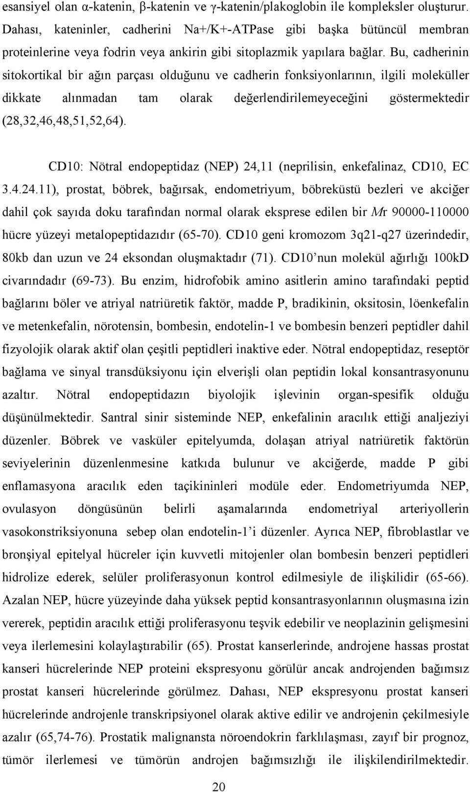 Bu, cadherinin sitokortikal bir ağın parçası olduğunu ve cadherin fonksiyonlarının, ilgili moleküller dikkate alınmadan tam olarak değerlendirilemeyeceğini göstermektedir (28,32,46,48,51,52,64).