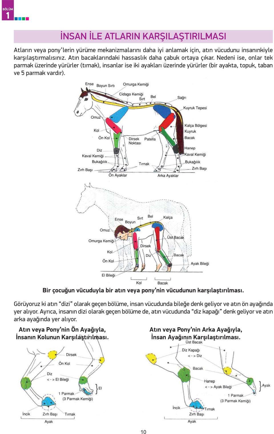 Nedeni ise, onlar tek parmak üzerinde yürürler (tırnak), insanlar ise iki ayakları üzerinde yürürler (bir ayakta, topuk, taban ve 5 parmak vardır).