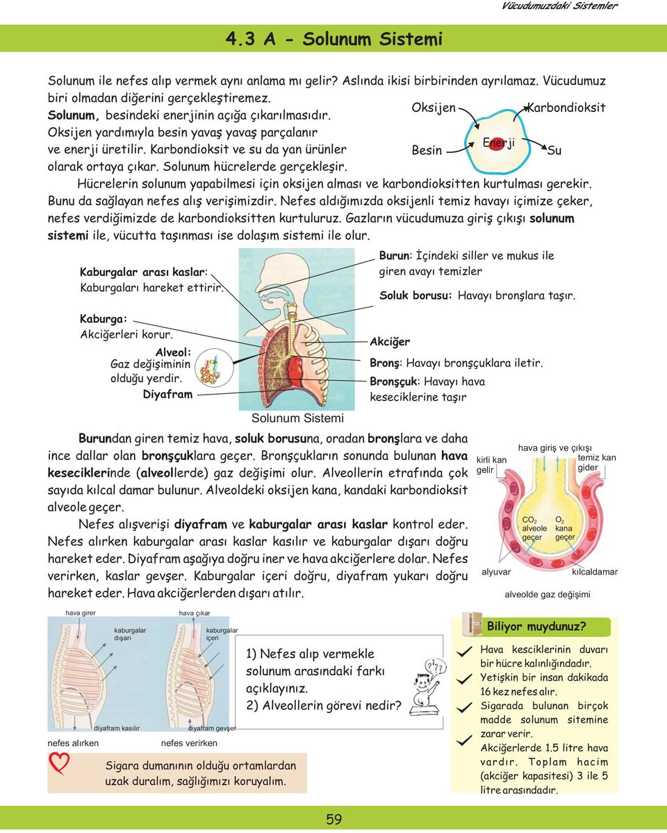 Karbondioksit ve su da yan ürünler Besin Su olarak ortaya çıkar. Solunum hücrelerde gerçekleşir. Hücrelerin solunum yapabilmesi için oksijen alması ve karbondioksitten kurtulması gerekir.