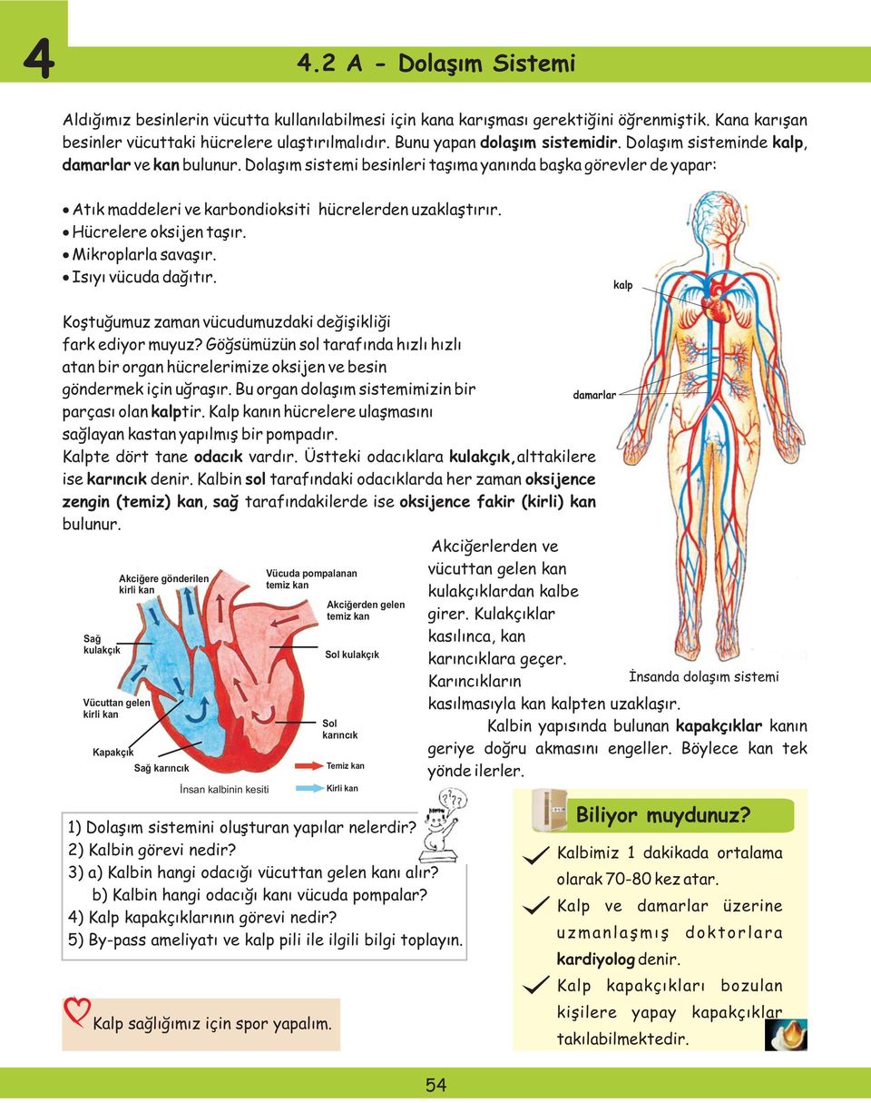 Dolaşım sistemi besinleri taşıma yanında başka görevler de yapar: Atık maddeleri ve karbondioksiti hücrelerden uzaklaştırır. Hücrelere oksijen taşır. Mikroplarla savaşır. Isıyı vücuda dağıtır.