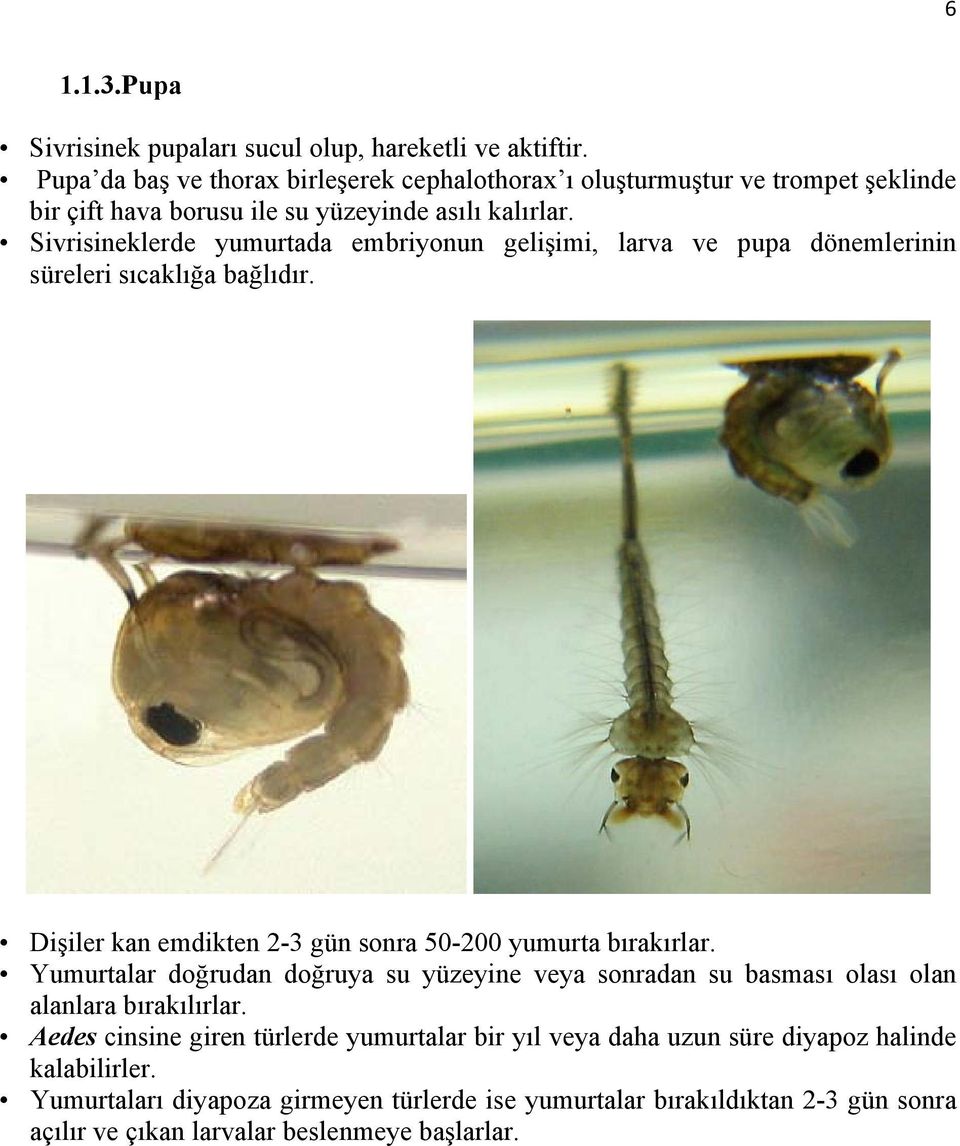 Sivrisineklerde yumurtada embriyonun gelişimi, larva ve pupa dönemlerinin süreleri sıcaklığa bağlıdır. Dişiler kan emdikten 2-3 gün sonra 50-200 yumurta bırakırlar.