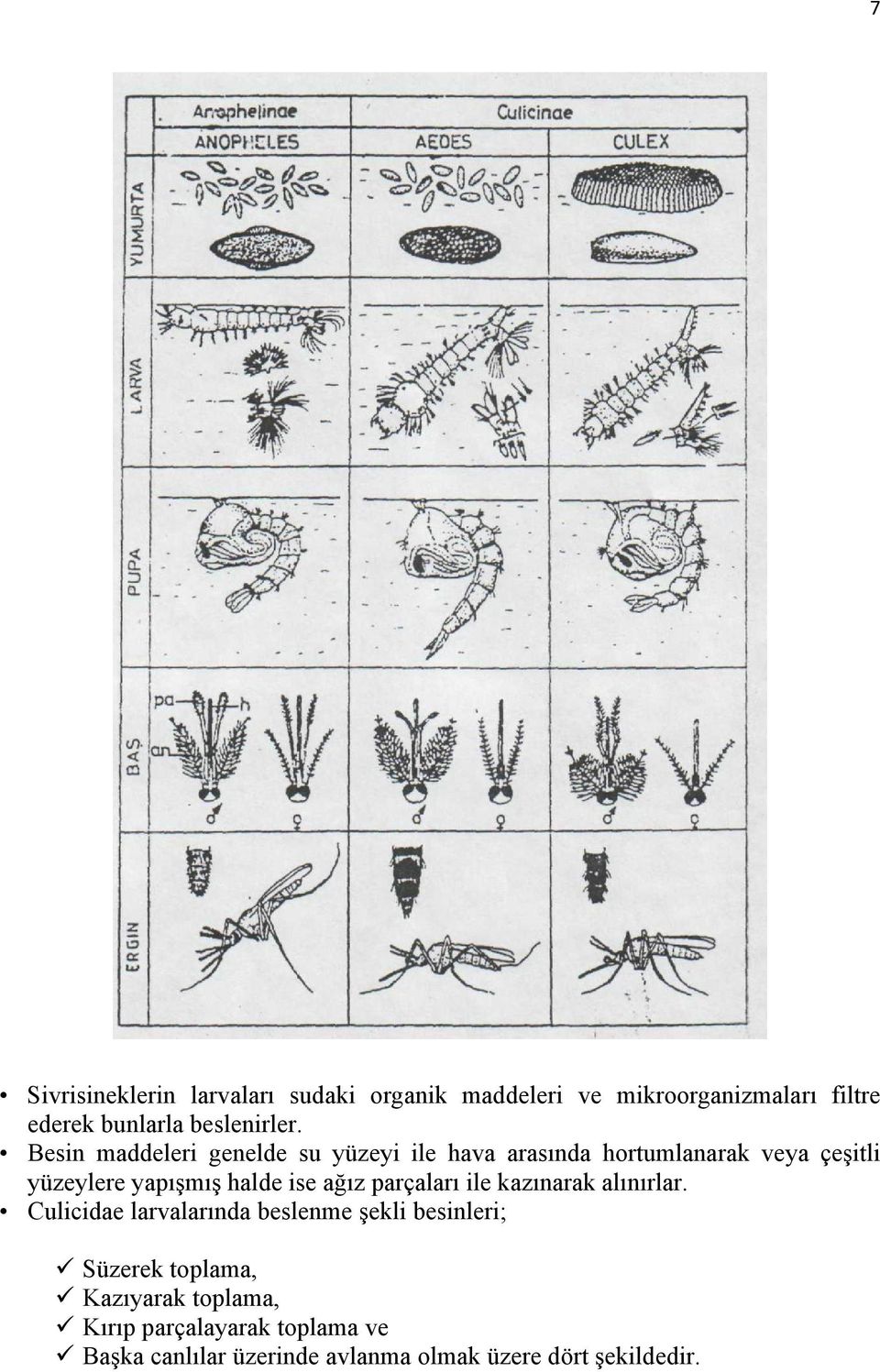 Besin maddeleri genelde su yüzeyi ile hava arasında hortumlanarak veya çeşitli yüzeylere yapışmış halde ise