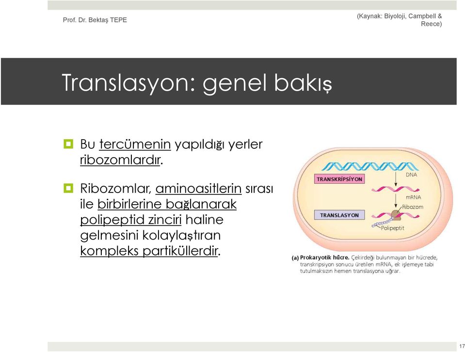 Ribozomlar, aminoasitlerin sırası ile birbirlerine