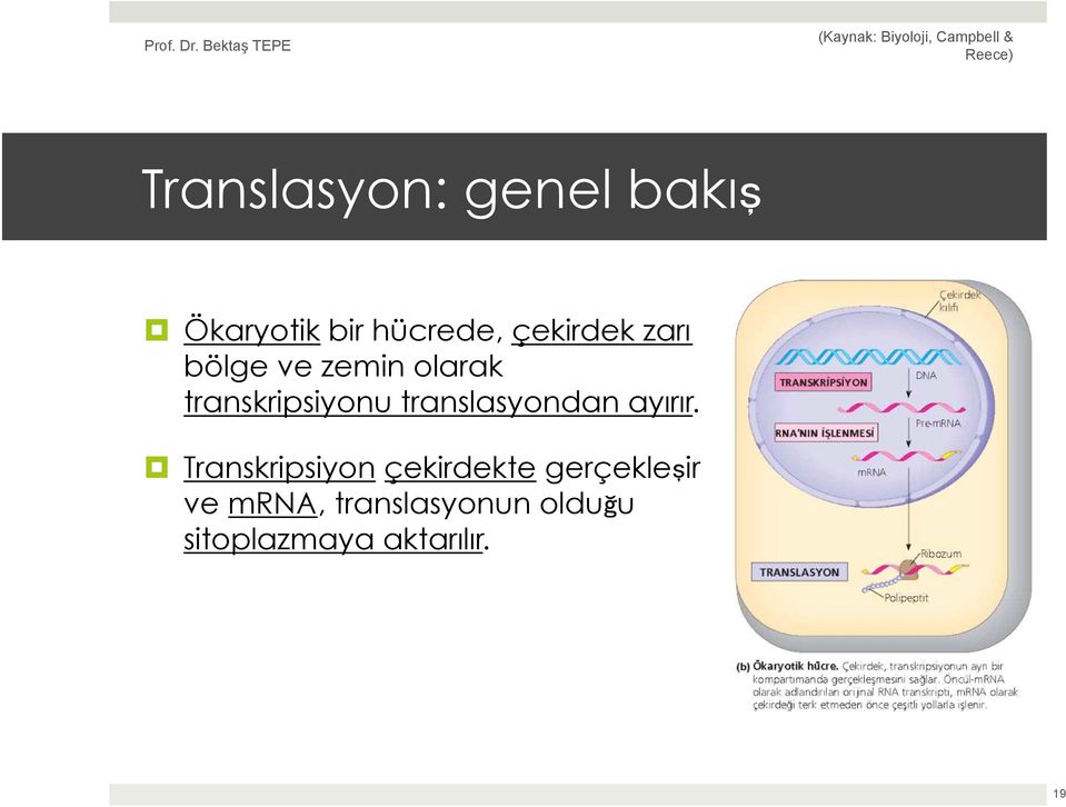 translasyondan ayırır.