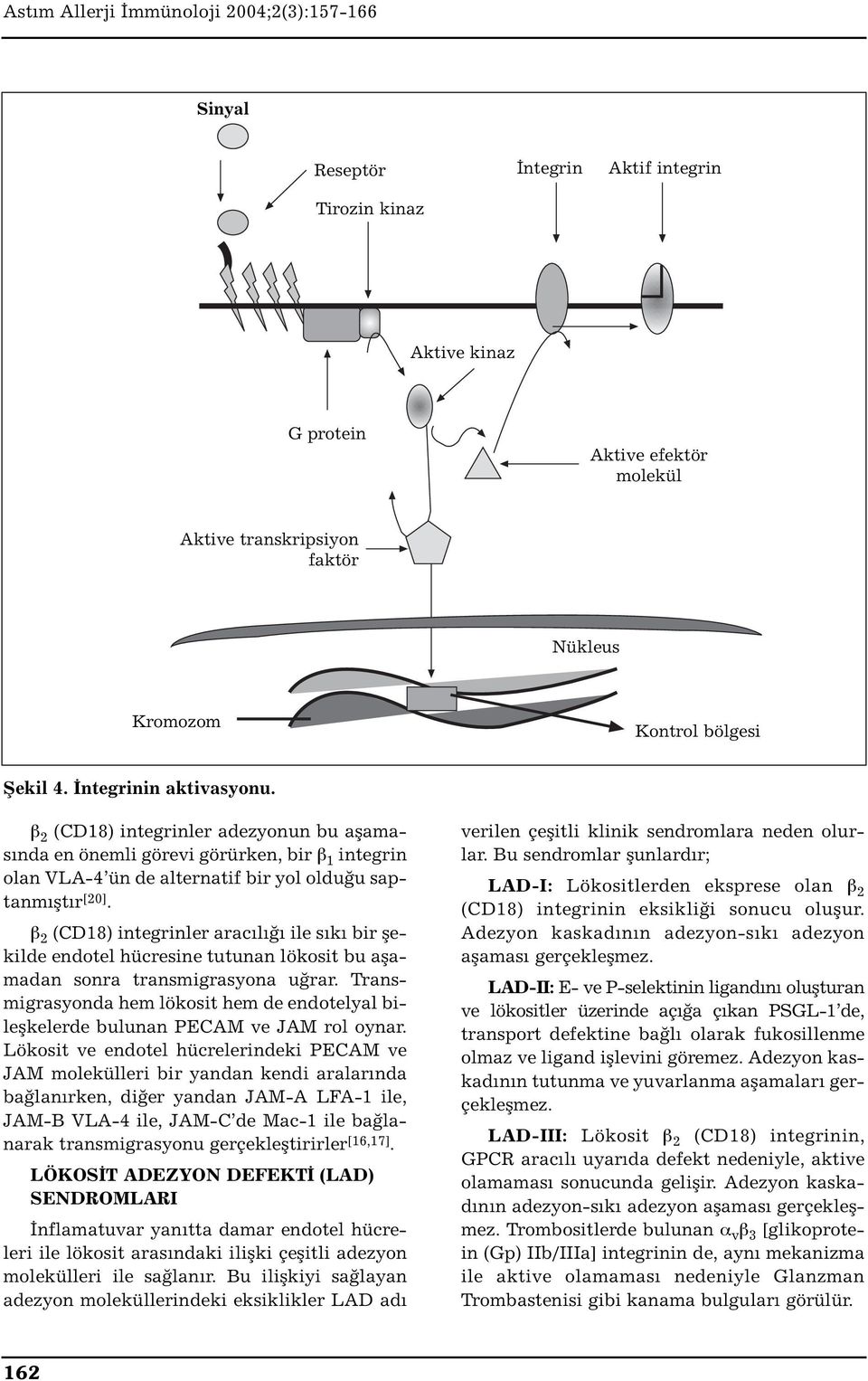 β 2 (CD18) integrinler aracılığı ile sıkı bir şekilde endotel hücresine tutunan lökosit bu aşamadan sonra transmigrasyona uğrar.