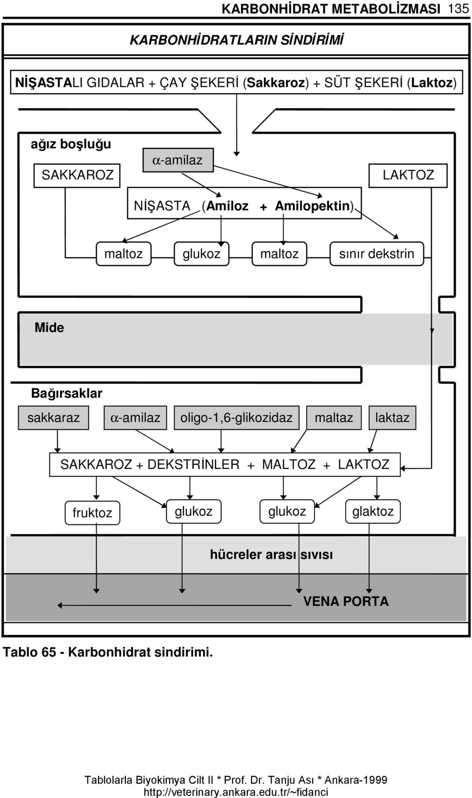 sınır dekstrin Mide Bağırsaklar sakkaraz α-amilaz oligo-1,6-glikozidaz maltaz laktaz SAKKAROZ + DEKSTRİNLER