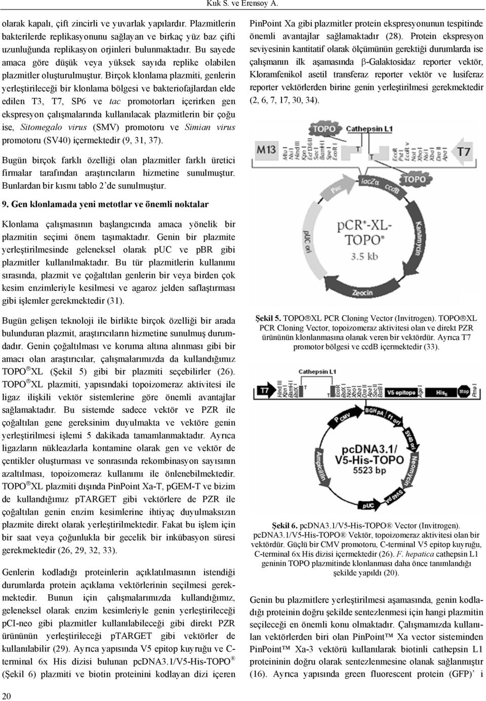 Birçok klonlama plazmiti, genlerin yerleştirileceği bir klonlama bölgesi ve bakteriofajlardan elde edilen T3, T7, SP6 ve tac promotorları içerirken gen ekspresyon çalışmalarında kullanılacak