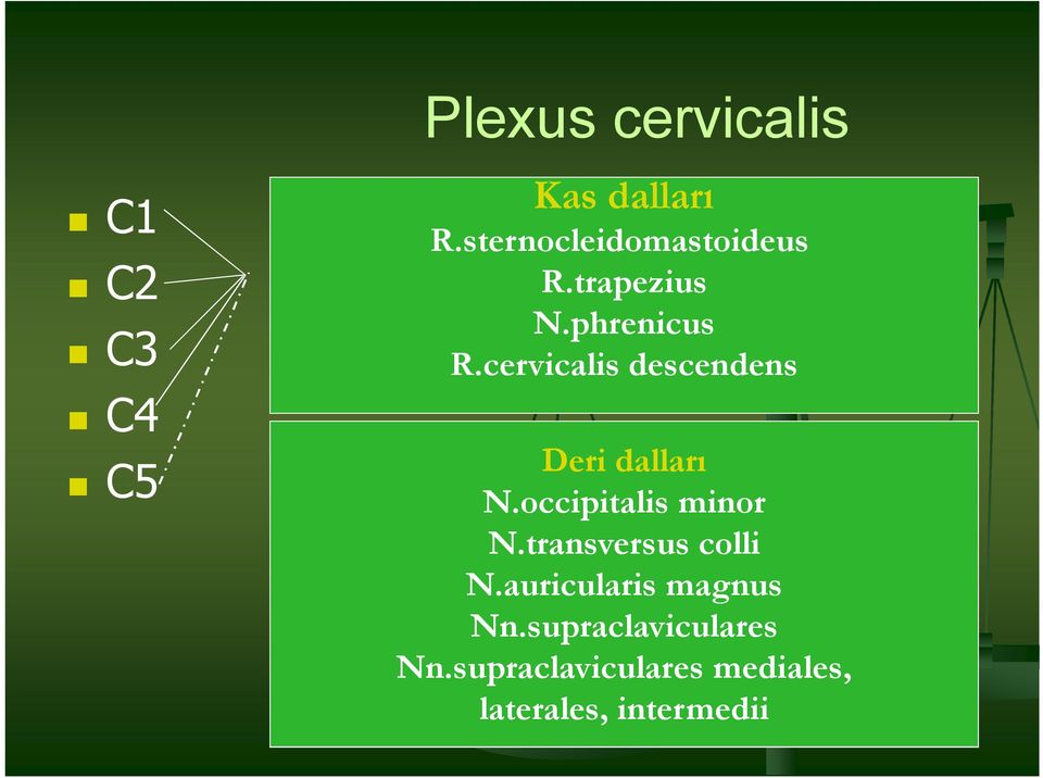 cervicalis descendens Deri dalları N.occipitalis minor N.