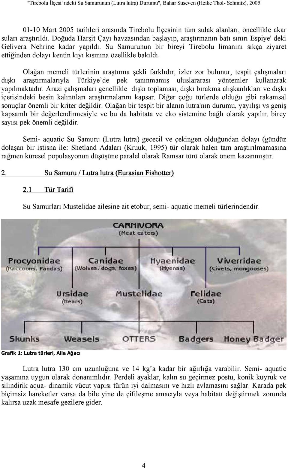 Su Samurunun bir bireyi Tirebolu limanını sıkça ziyaret ettiğinden dolayı kentin kıyı kısmına özellikle bakıldı.