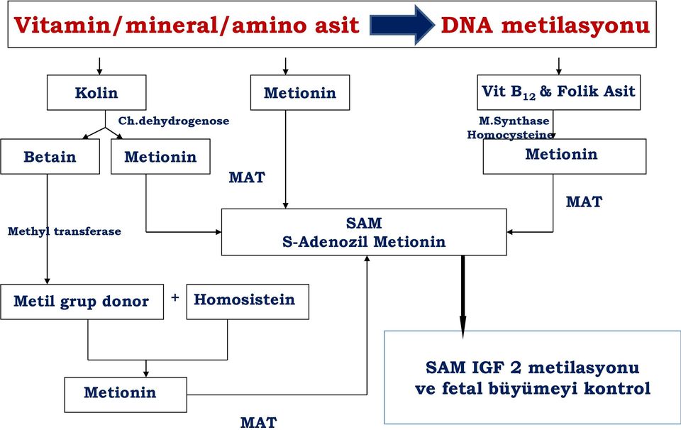 Synthase Homocysteine Betain Metionin Metionin MAT MAT SAM S-Adenozil