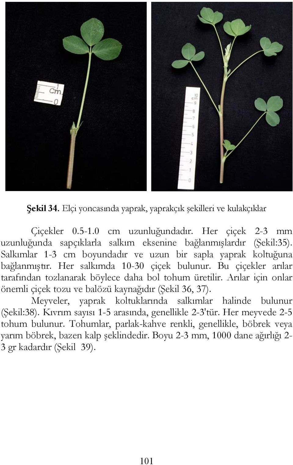 Her salkımda 10-30 çiçek bulunur. Bu çiçekler arılar tarafından tozlanarak böylece daha bol tohum üretilir. Arılar için onlar önemli çiçek tozu ve balözü kaynağıdır (Şekil 36, 37).