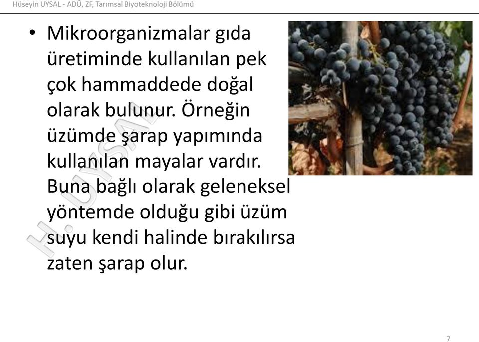 Örneğin üzümde şarap yapımında kullanılan mayalar vardır.