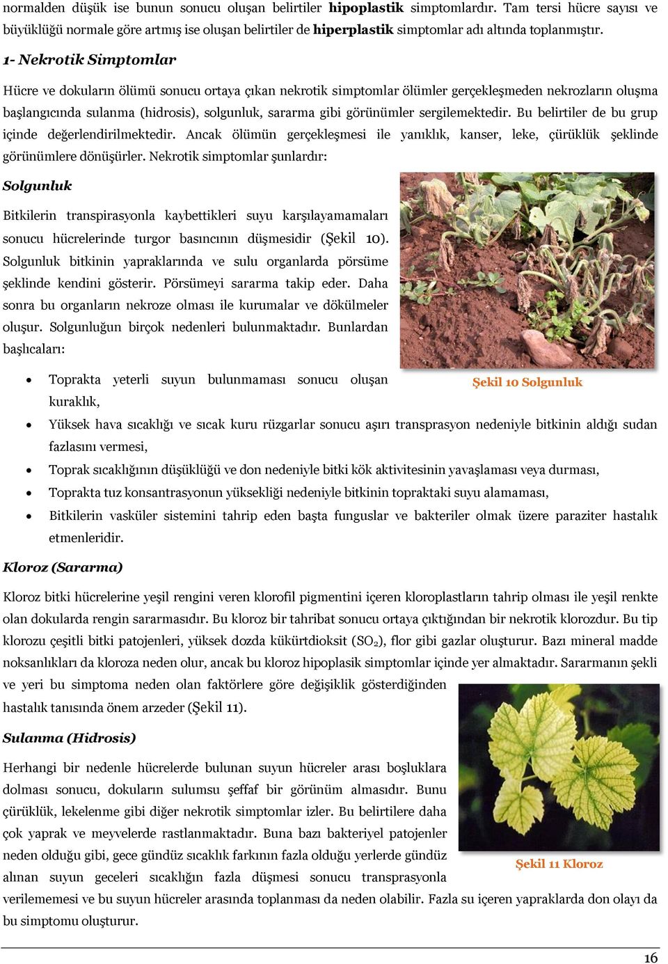 1- Nekrotik Simptomlar Hücre ve dokuların ölümü sonucu ortaya çıkan nekrotik simptomlar ölümler gerçekleşmeden nekrozların oluşma başlangıcında sulanma (hidrosis), solgunluk, sararma gibi görünümler