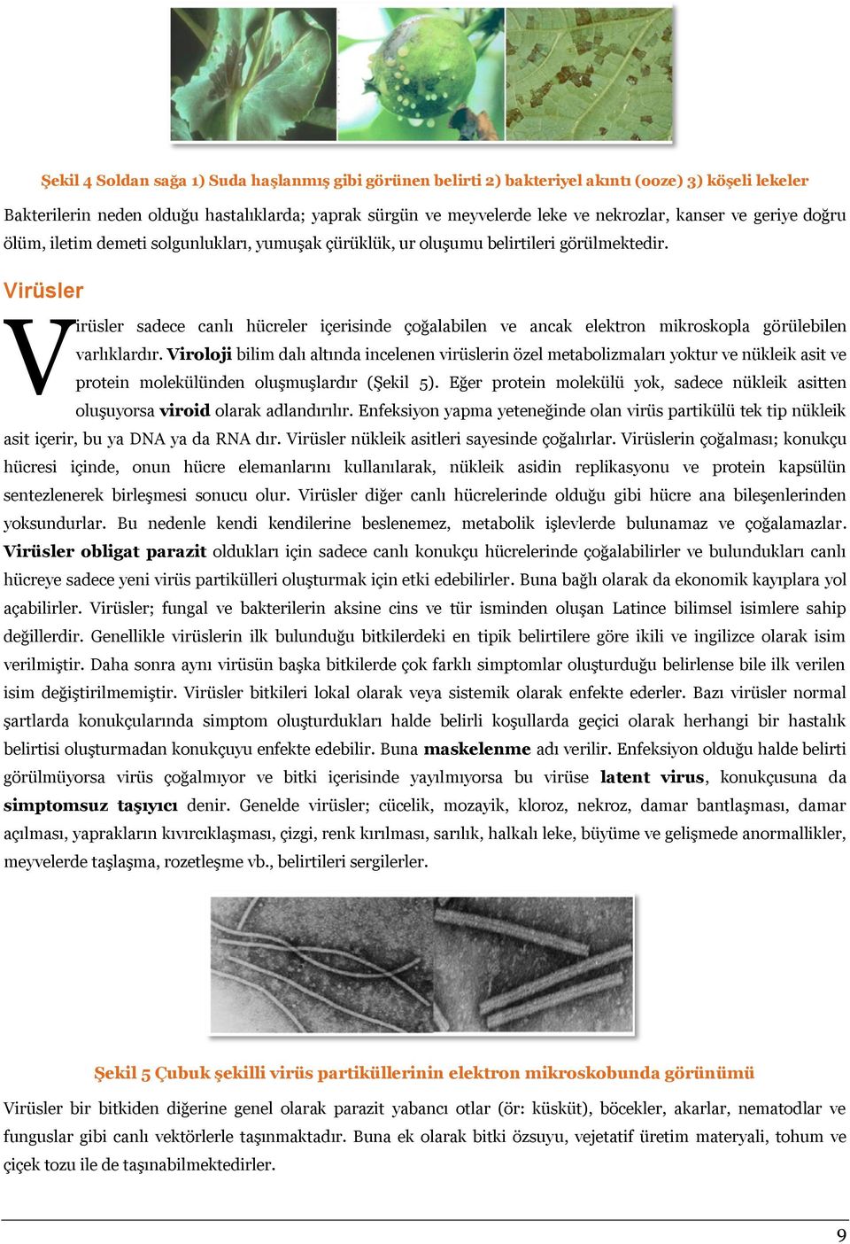 Virüsler V irüsler sadece canlı hücreler içerisinde çoğalabilen ve ancak elektron mikroskopla görülebilen varlıklardır.