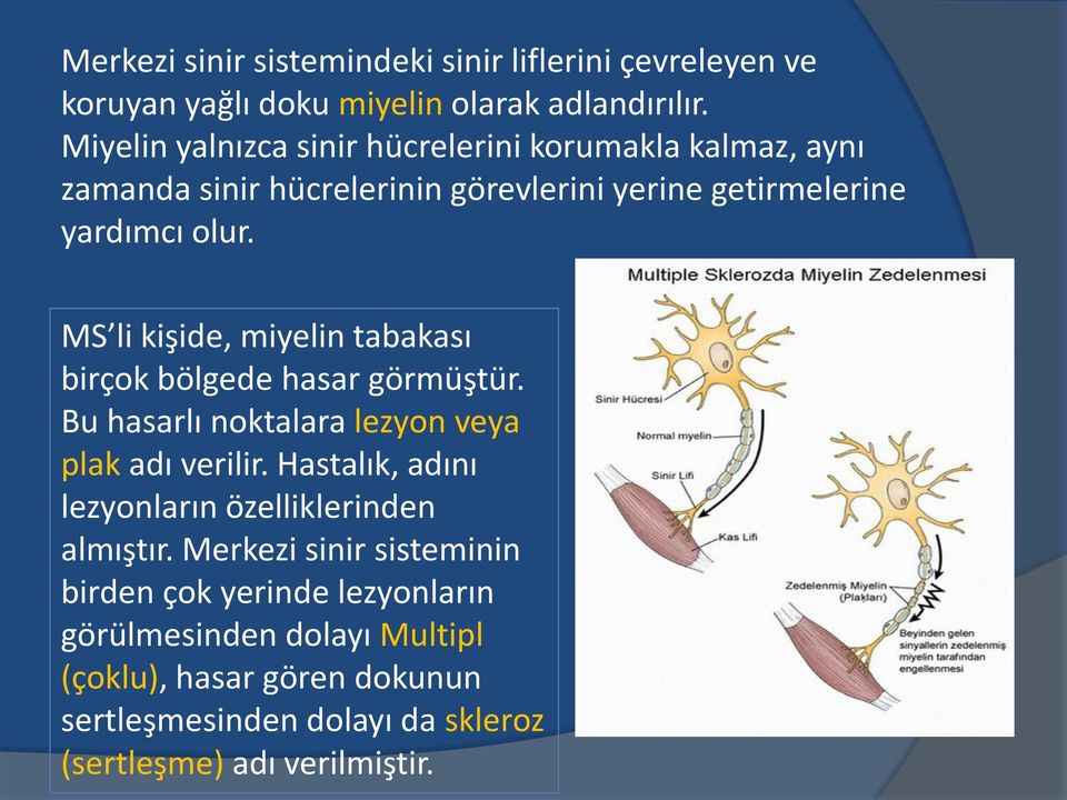 MS li kişide, miyelin tabakası birçok bölgede hasar görmüştür. Bu hasarlı noktalara lezyon veya plak adı verilir.