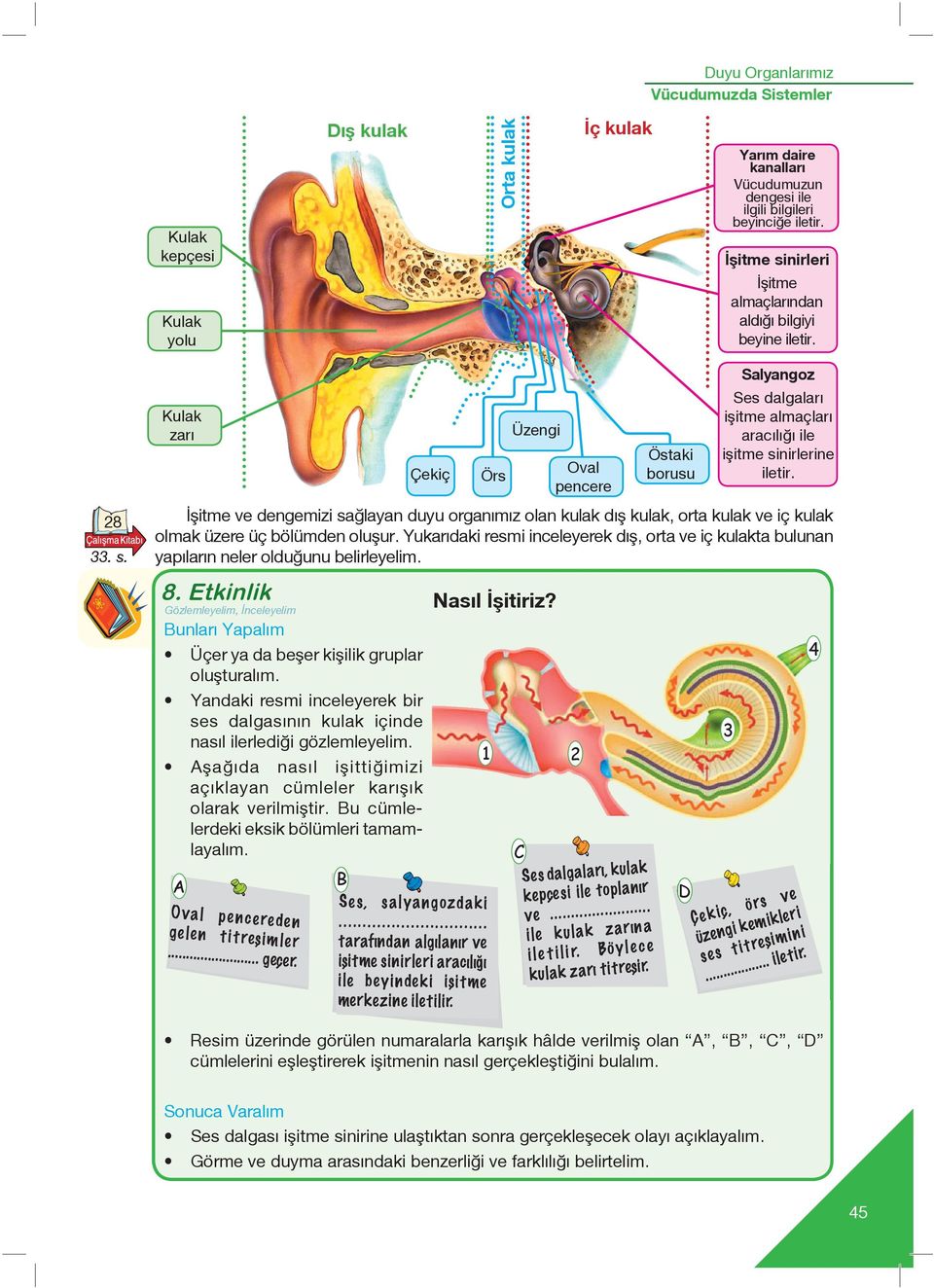 şitme ve dengemizi sağlayan duyu organımız olan kulak d fl kulak, orta kulak ve iç kulak olmak üzere üç bölümden oluflur.