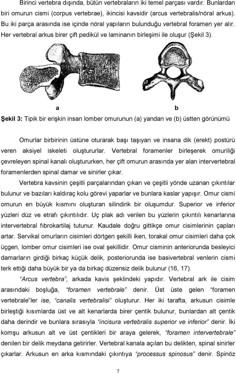 a Şekil 3: Tipik bir erişkin insan lomber omurunun (a) yandan ve (b) üstten görünümü b Omurlar birbirinin üstüne oturarak başı taşıyan ve insana dik (erekt) postürü veren aksiyel iskeleti