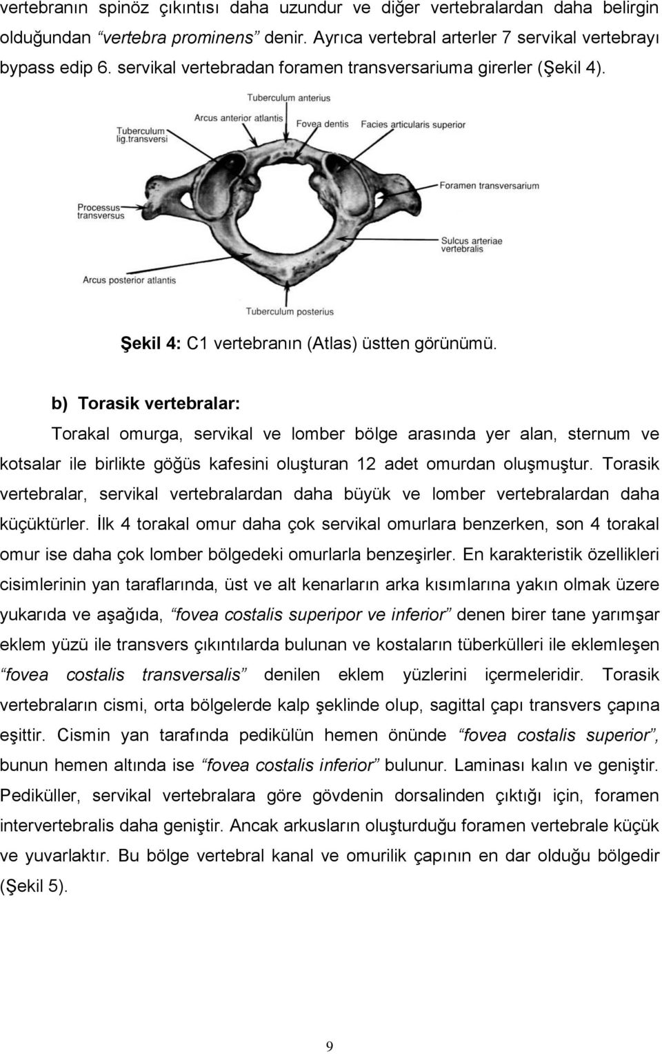 b) Torasik vertebralar: Torakal omurga, servikal ve lomber bölge arasında yer alan, sternum ve kotsalar ile birlikte göğüs kafesini oluşturan 12 adet omurdan oluşmuştur.