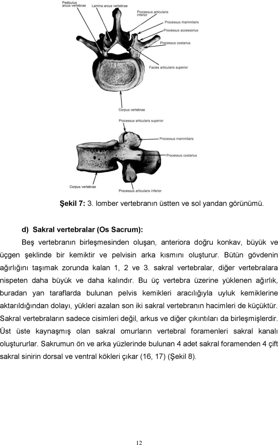 Bütün gövdenin ağırlığını taşımak zorunda kalan 1, 2 ve 3. sakral vertebralar, diğer vertebralara nispeten daha büyük ve daha kalındır.