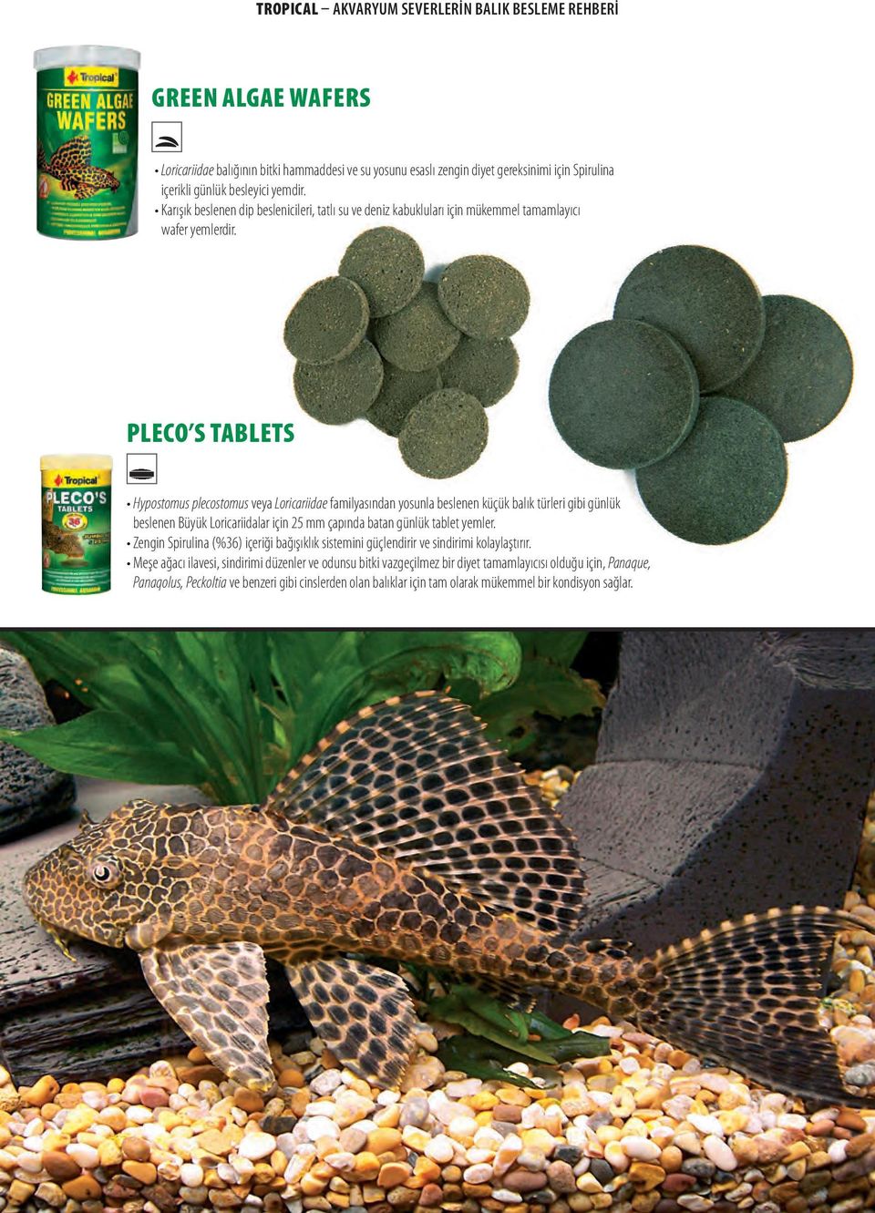 PLECO S TABLETS Hypostomus plecostomus veya Loricariidae familyasından yosunla beslenen küçük balık türleri gibi günlük beslenen Büyük Loricariidalar için 25 mm çapında batan günlük tablet