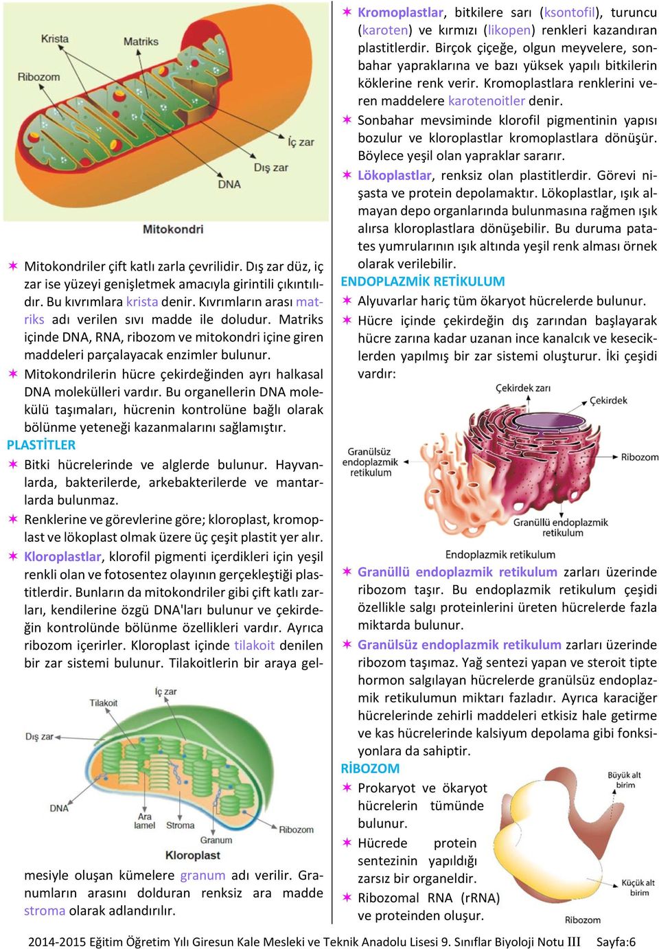 Mitokondrilerin hücre çekirdeğinden ayrı halkasal DNA molekülleri vardır. Bu organellerin DNA molekülü taşımaları, hücrenin kontrolüne bağlı olarak bölünme yeteneği kazanmalarını sağlamıştır.