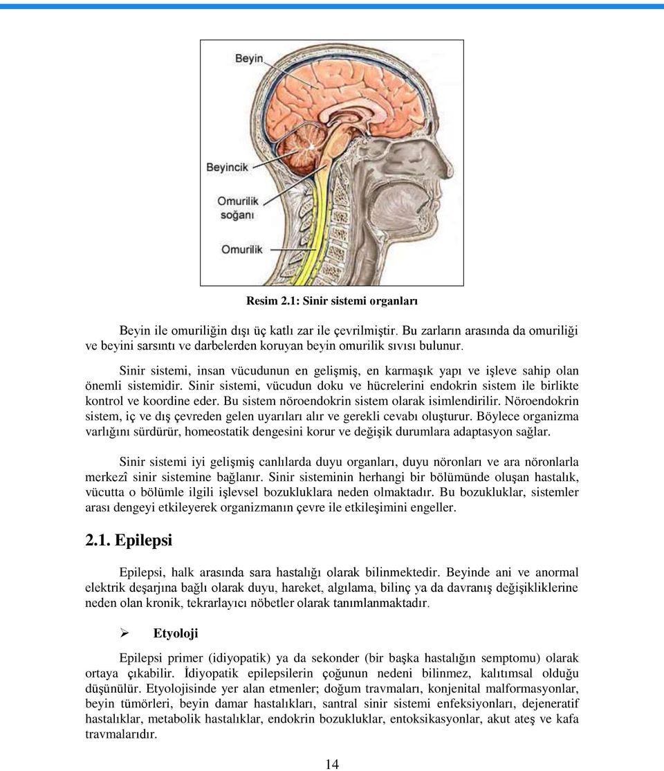 Bu sistem nöroendokrin sistem olarak isimlendirilir. Nöroendokrin sistem, iç ve dış çevreden gelen uyarıları alır ve gerekli cevabı oluşturur.