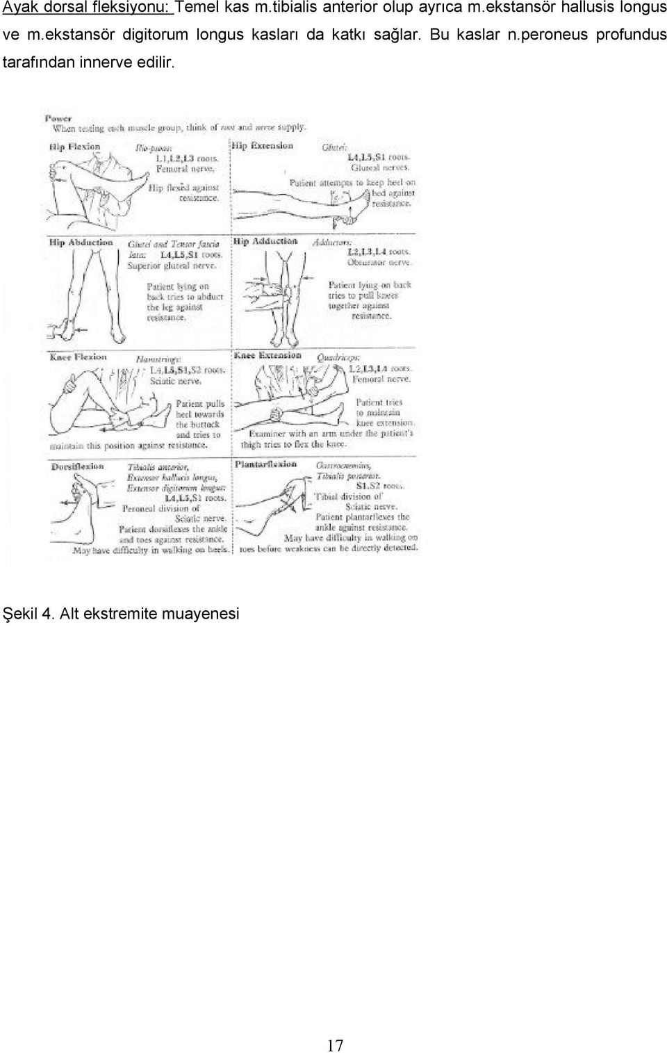 ekstansör hallusis longus ve m.