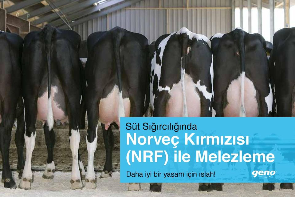 (NRF) ile Melezleme