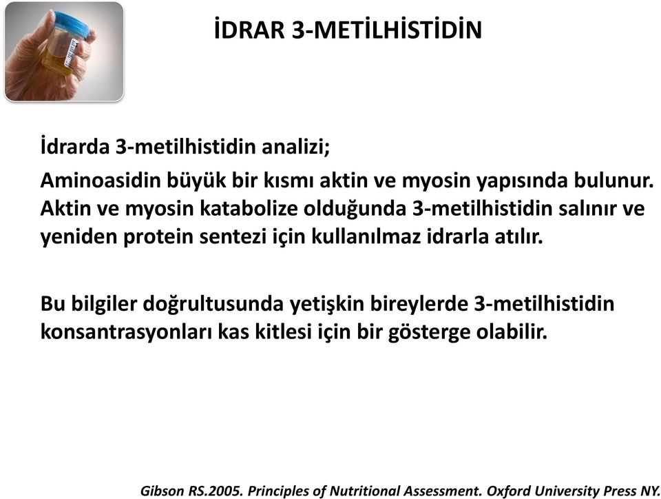 Aktin ve myosin katabolize olduğunda 3-metilhistidin salınır ve yeniden protein sentezi için kullanılmaz