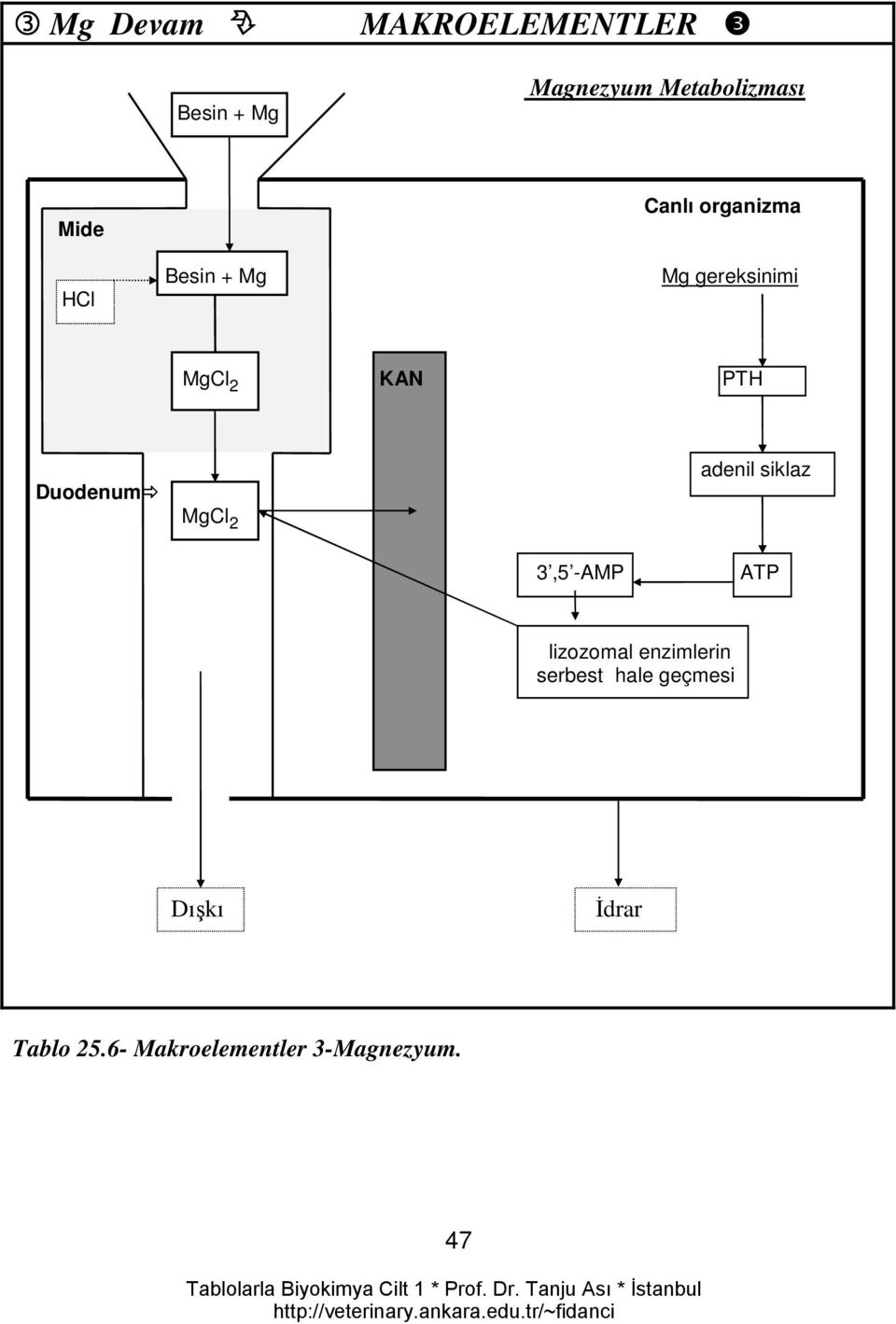 Duodenum MgCl 2 adenil siklaz 3,5 -AMP ATP lizozomal enzimlerin