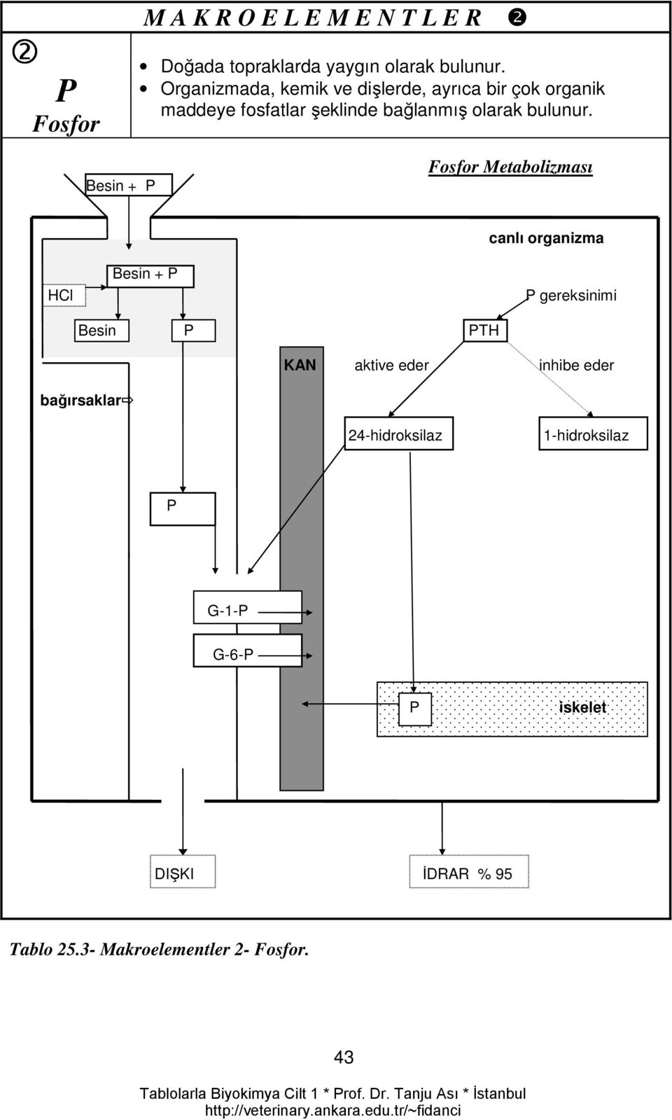 ❷ Besin + P Fosfor Metabolizması HCl Besin + P canlı organizma P gereksinimi Besin P PTH bağırsaklar KAN